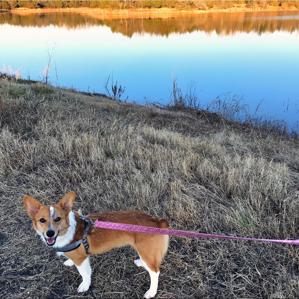 Meet your Posher, Millie